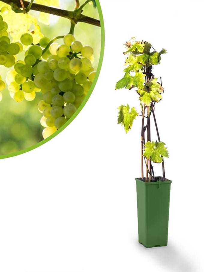 witte druif - Vitis vinifera Bianca - druivenplant - druivenstruik - hoogte 60 cm - potmaat Ã˜11 cm