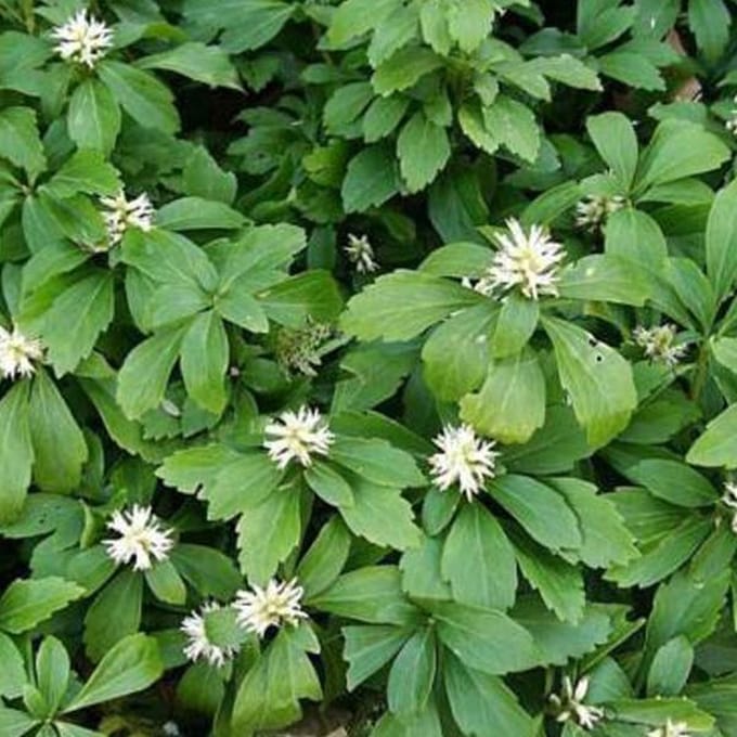 6 x Pachysandra terminalis 'Green Carpet' - Pachysandra pot 9x9cm