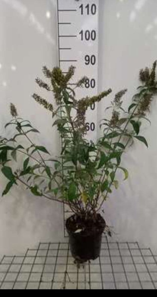 2 x Buddleja dav. 'Reve de Papillon White'® - Vlinderstruik 40- 60 cm in pot