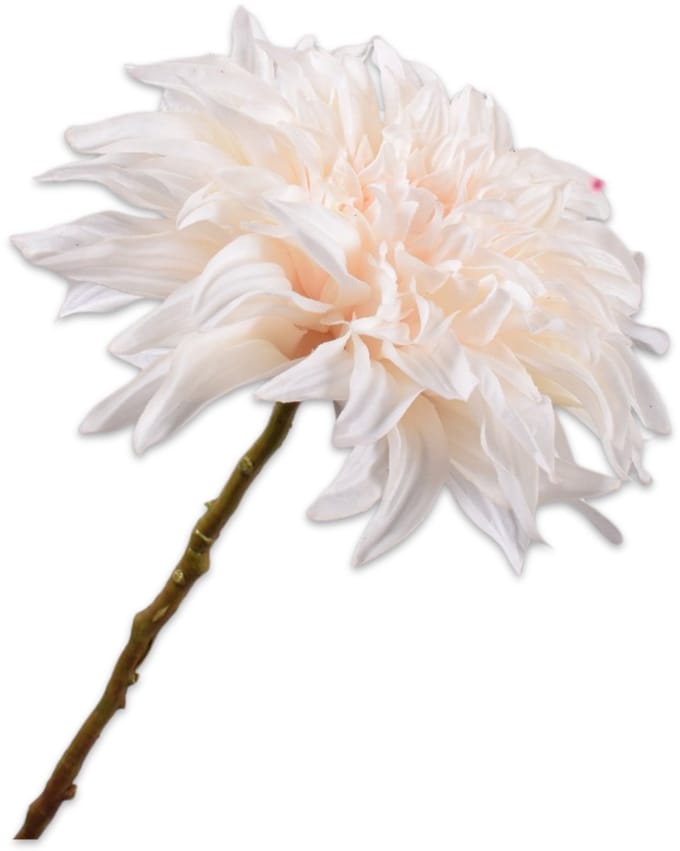 Dahlia steel creme RT 63 cm
