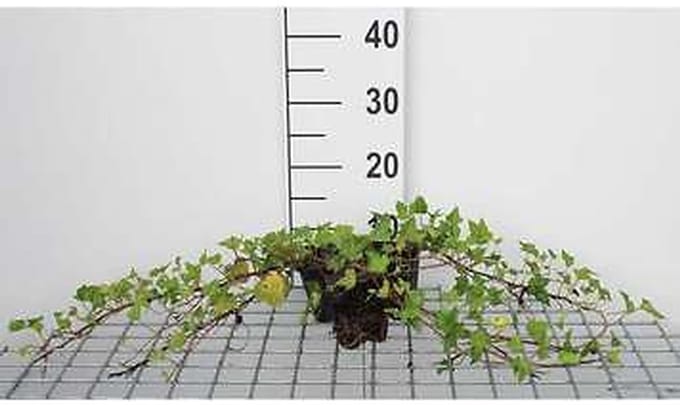 12x Klimop 'Shamrock' - Hedera helix 'Shamrock' | 9x9 cm pot