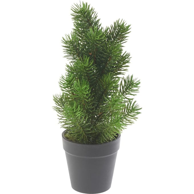 Edeldennenboom "Rory" in pot