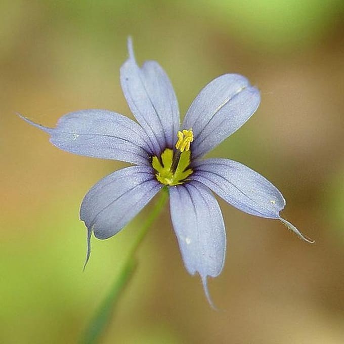 6 x Sisyrinchium Angustifolium -Blauwogengras pot 9x9cm