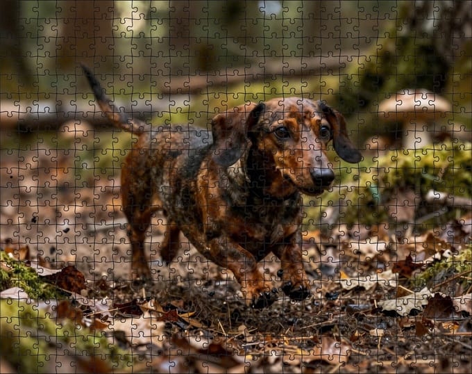 Puzzel Teckel in het bos | 500 stukjes | Dierenpuzzel | Hondenpuzzel