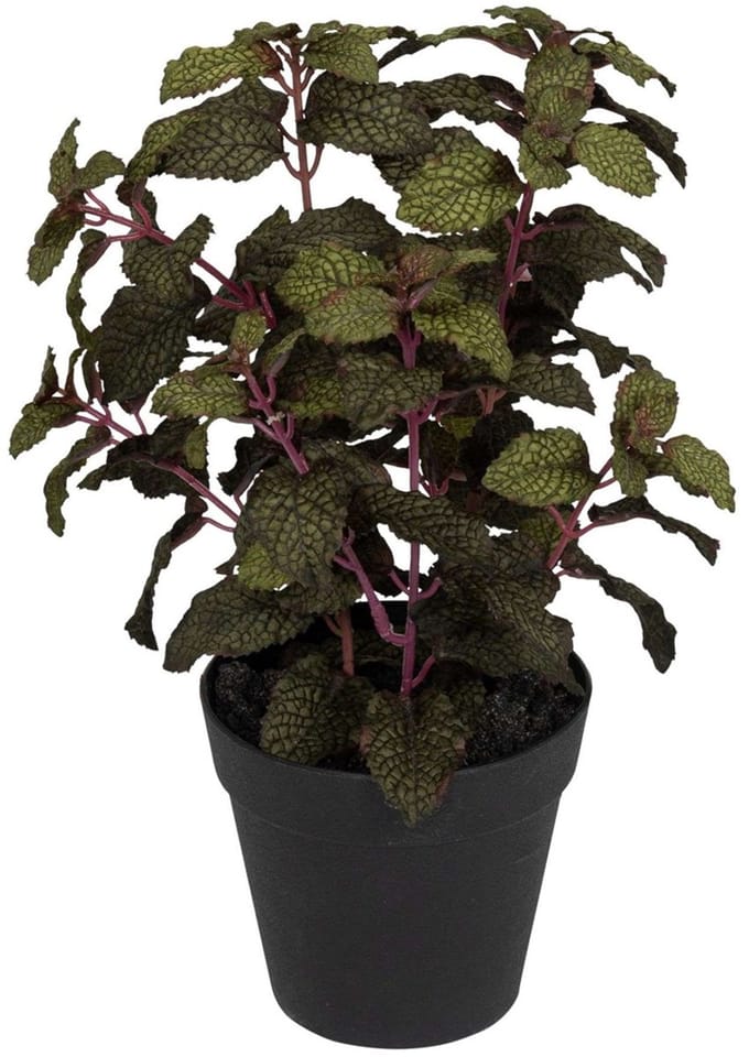 Munt in pot, groen-bordeaux 30cm