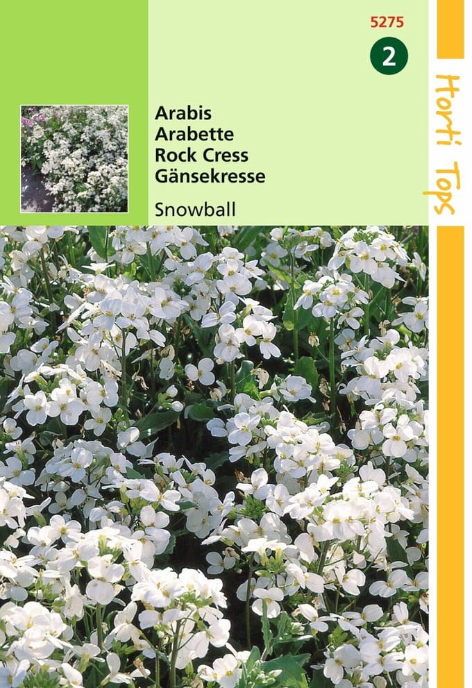 2 stuks - Hortitops - Arabis Alpina Comp. Snowball