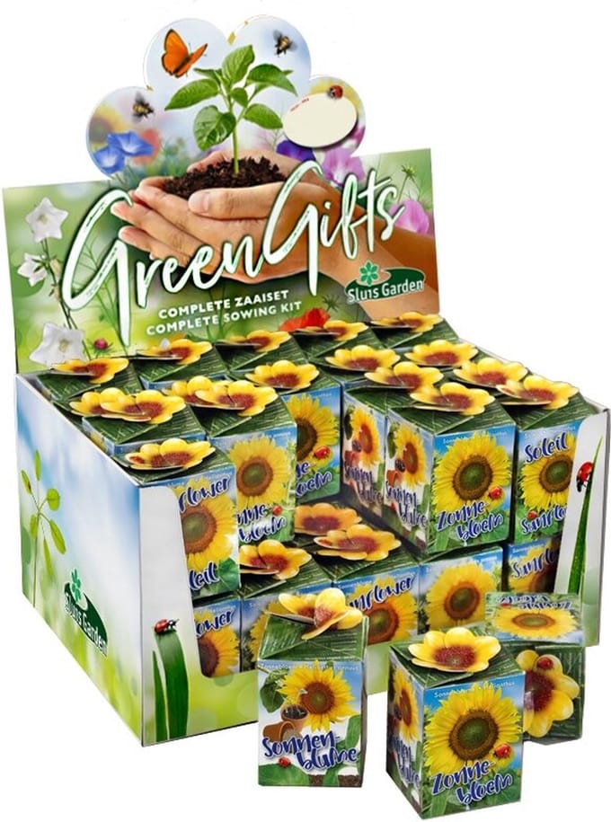 Sluis Garden - Greengift, Zonnebloem 40 stuks in showdoos