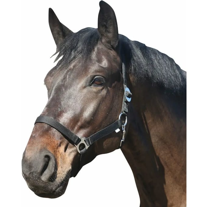 Nylon paardenhalster HorseGuard