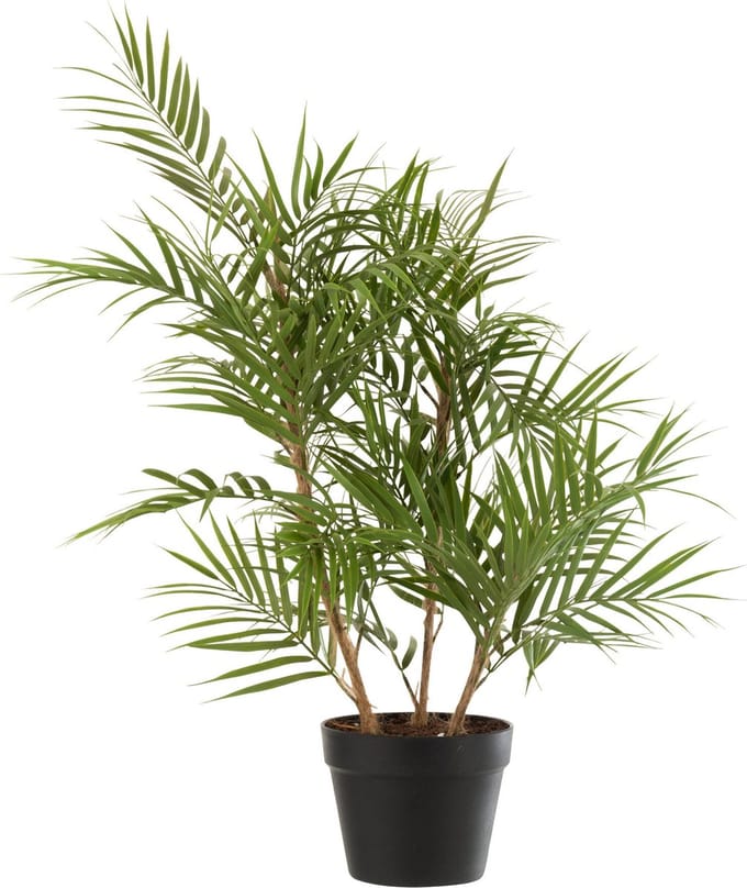 J-Line plant Bergpalm In Pot - kunststof - groen/zwart - small