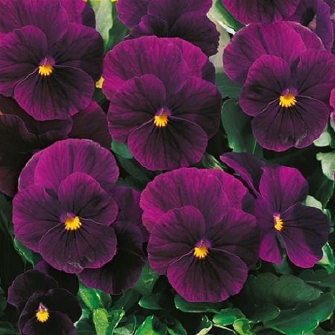Violen Twix Violet