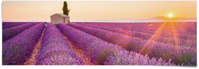 Poster Lavendel - 53 x 158 - Papier - REINDERS