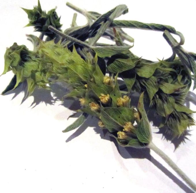 Griekse Bergthee  (Bio) 25 gr.
