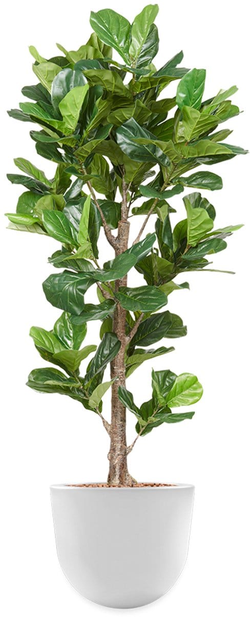 Kunstplant Ficus Lyrata in Eggy H200 cm