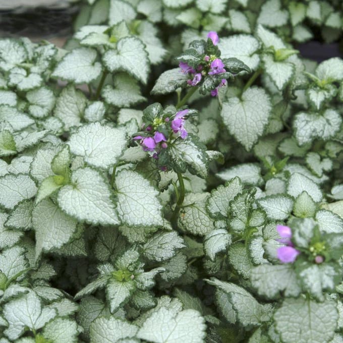 6 x Lamium Maculatum 'Beacon Silver' - Dovenetel pot 9x9cm