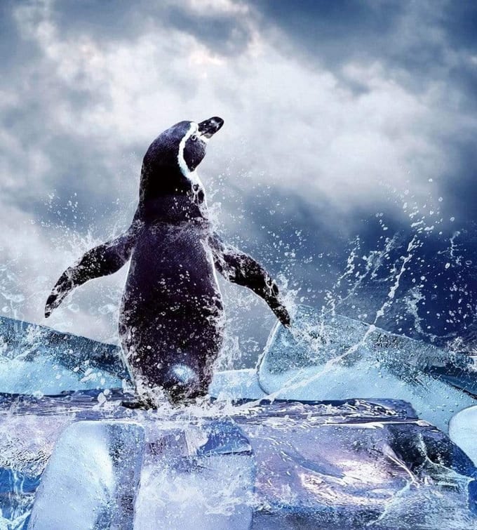 Fotobehang - Penguin 225x250cm - Vliesbehang