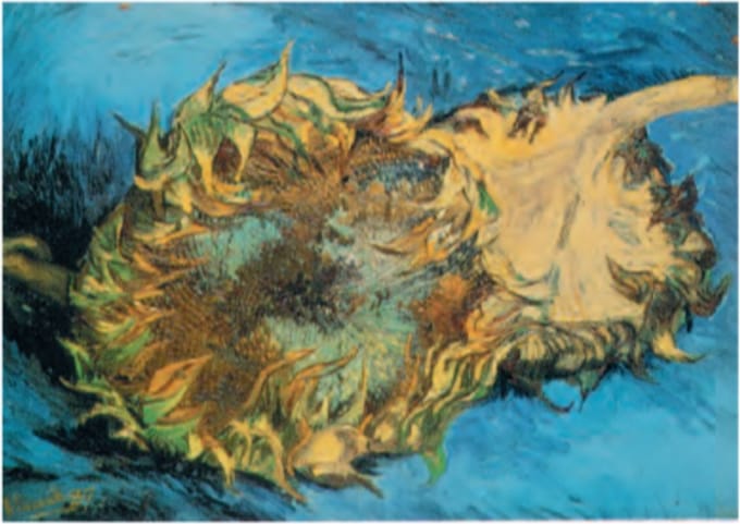 Vincent van Gogh - Zonnebloem - Kunstposter - 40x50 cm