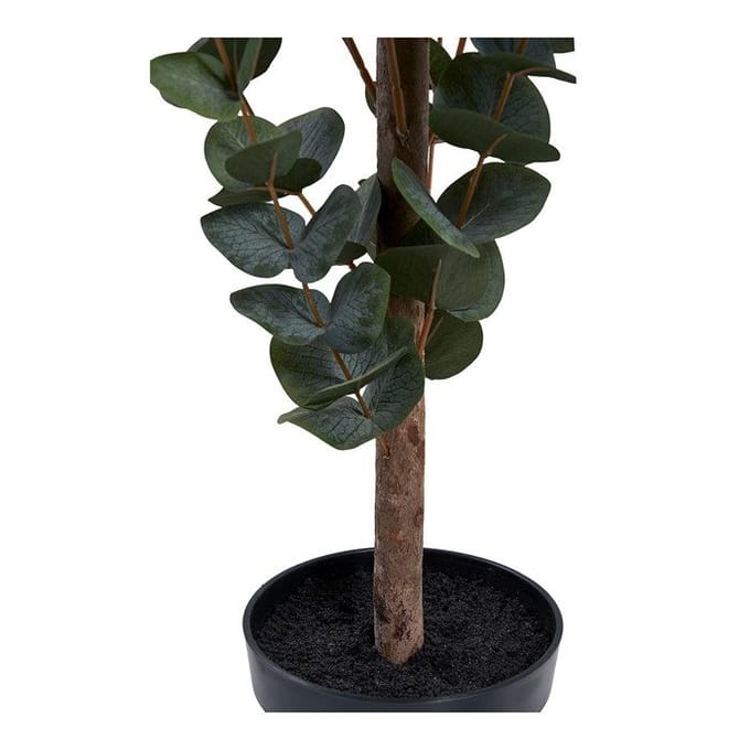 Kamerplant House Nordic Eucalyptus