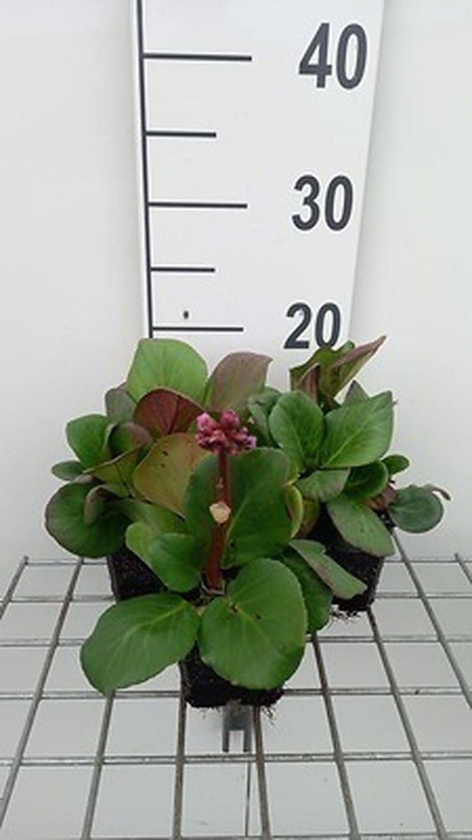 6x Schoenlappersplant - Bergenia cord. 'Rotblum' | 9x9 cm pot