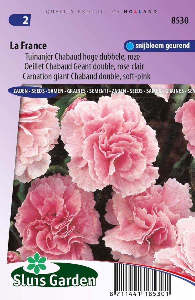 Sluis Garden - Tuinanjer, Anjer Chabaud La France (Dianthus)
