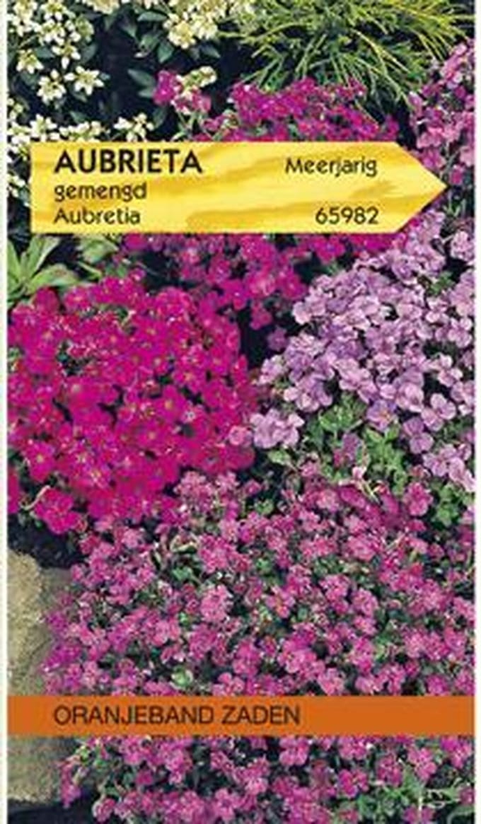 Oranjebandzaden -  Aubrietia, Blauwkussen gemengd