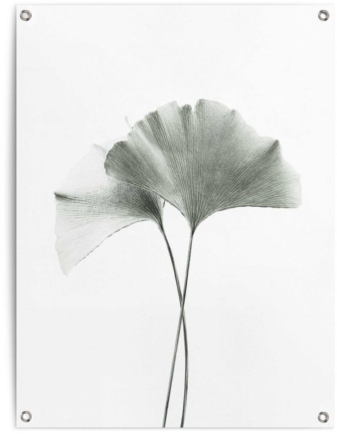 Tuinposter Ginkgo Blad - 80 x 60 - Canvas - REINDERS