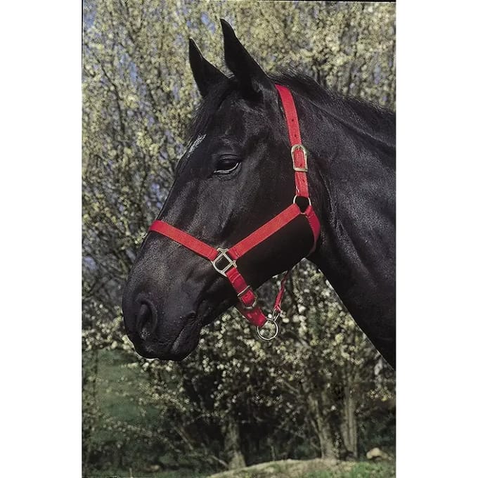 Halter Riding World