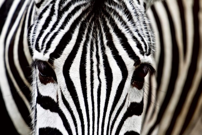 Fotobehang - Zebra 375x250cm - Vliesbehang