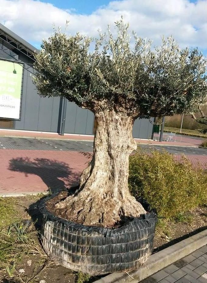Olea 300 cm
