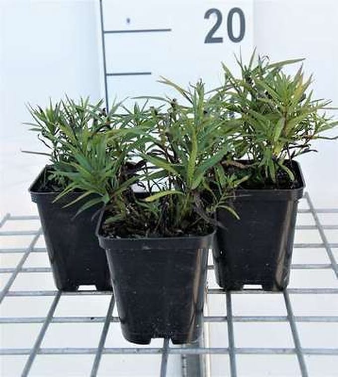 6x Inula - Inula ensifolia ( 'Compacta') | 9x9 cm pot