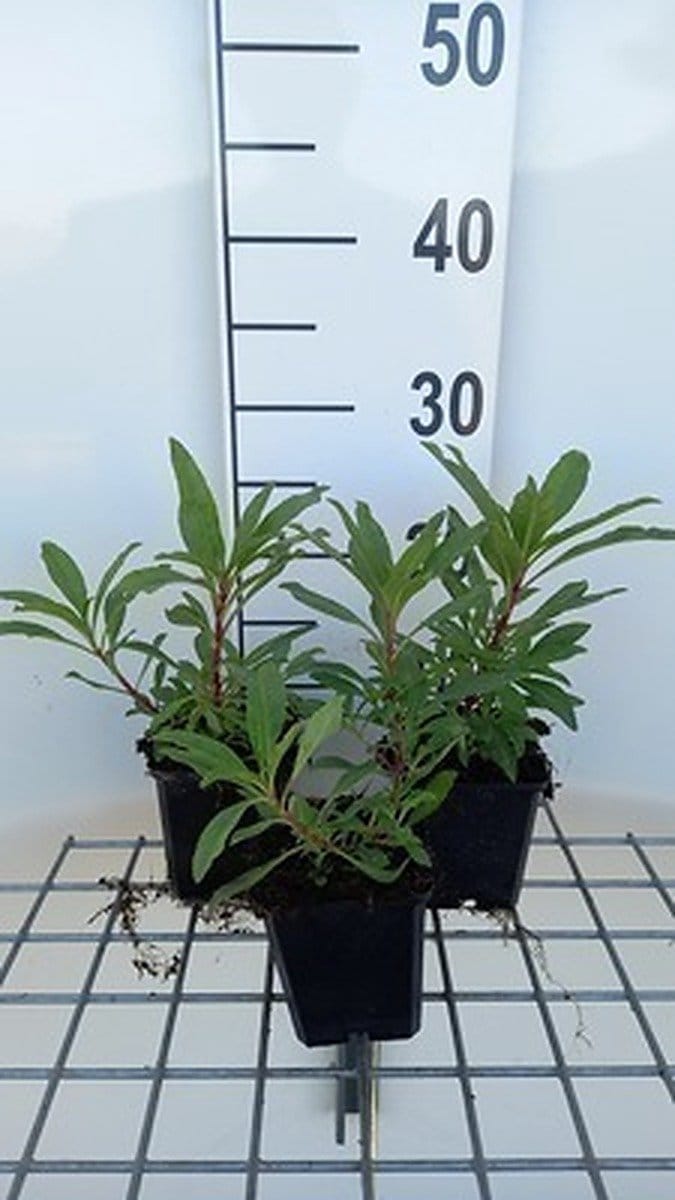 6x Schildpadbloem - Penstemon hybr. 'Catherine de La Mare' | 9x9 cm pot