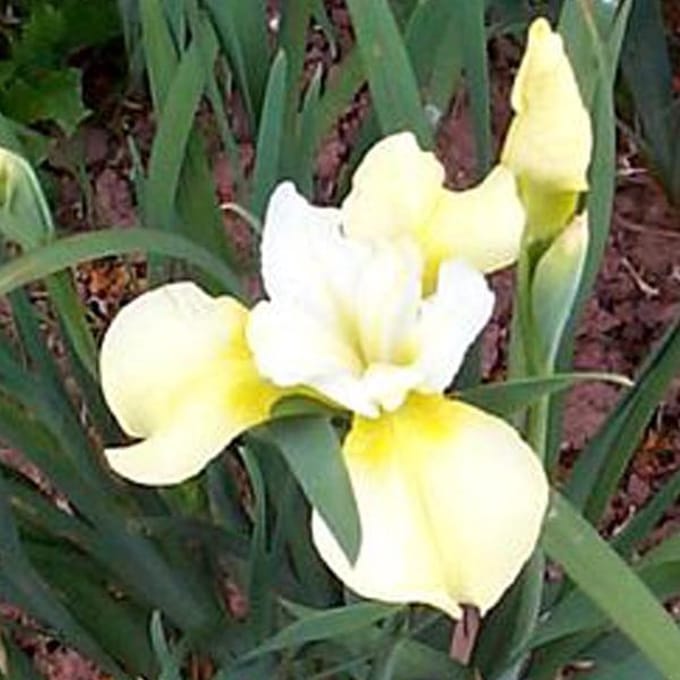 6 x Iris Sibirica 'Butter And Sugar'  - Baardloze Iris pot 9x9cm