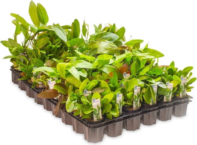 Aquarium planten Echinodorus in de mix 5cm pot 3 stuks