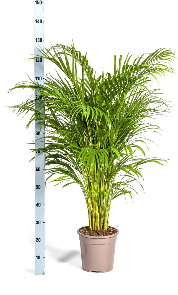 Dypsis Areca Lutescens Ø24cm - 120