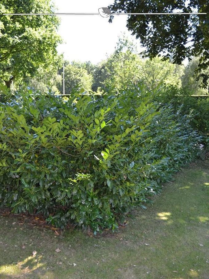Laurier Prunus Herbergii 140-160 cm, 5x Haagplant