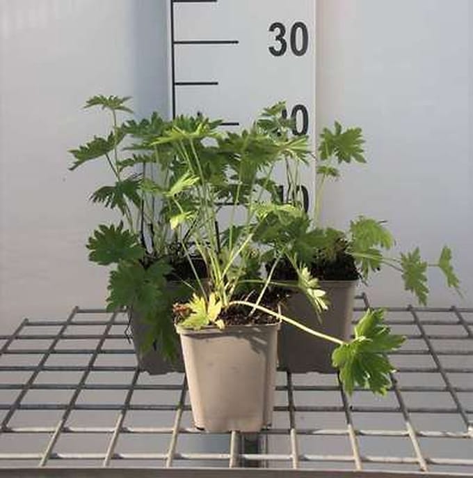 6x Ridderspoor - Delphinium (b) 'Casa Blanca' | 9x9 cm pot