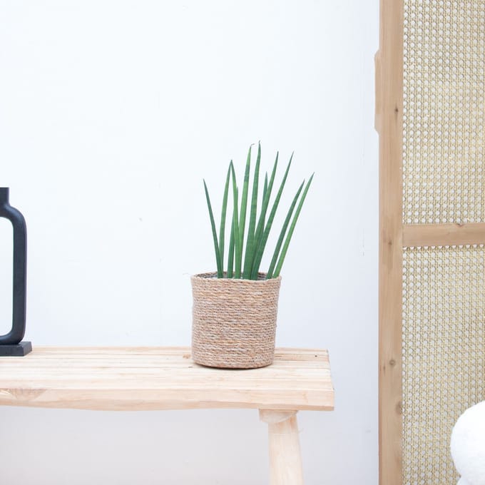 Sansevieria cylindrica 'Bacularis' - 40cm