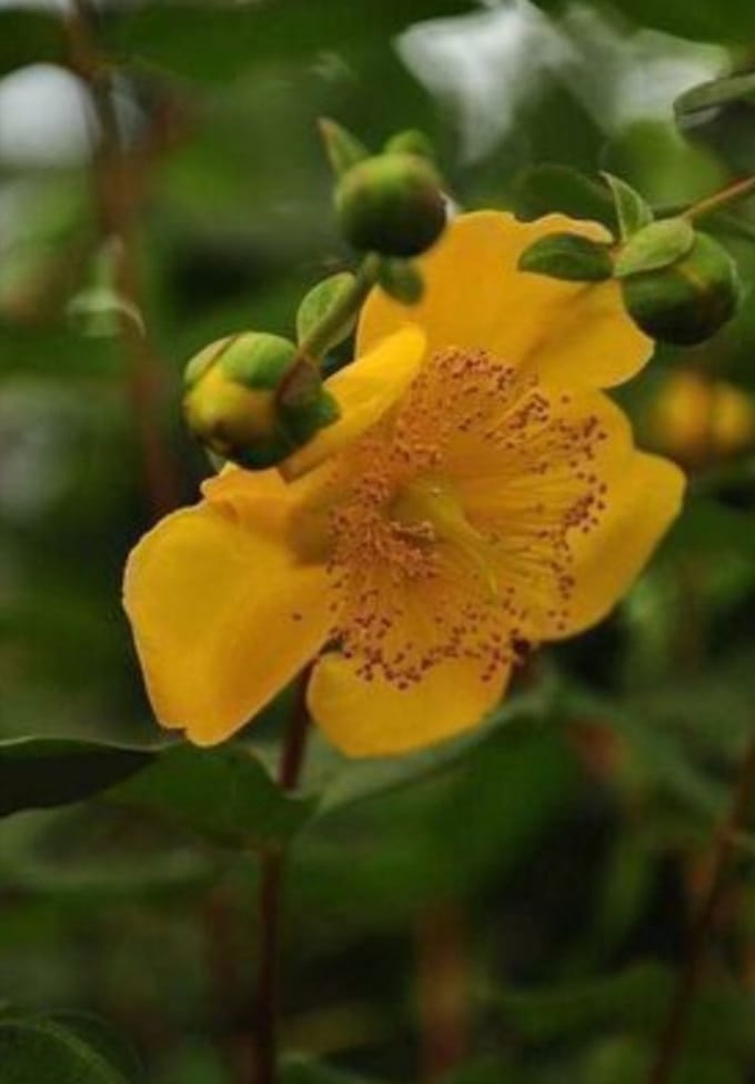 Hypericum moserianum - Herfsthooi, Sint Janskruid 30- 40 cm in pot