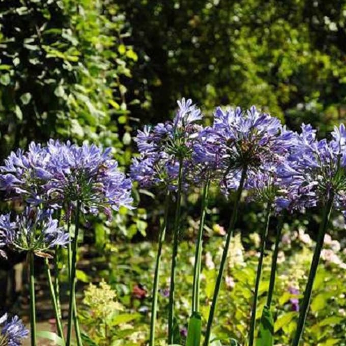 6 x Agapanthus Africanus -  Tuberoos/Afrikaanse lelie pot 9x9 cm