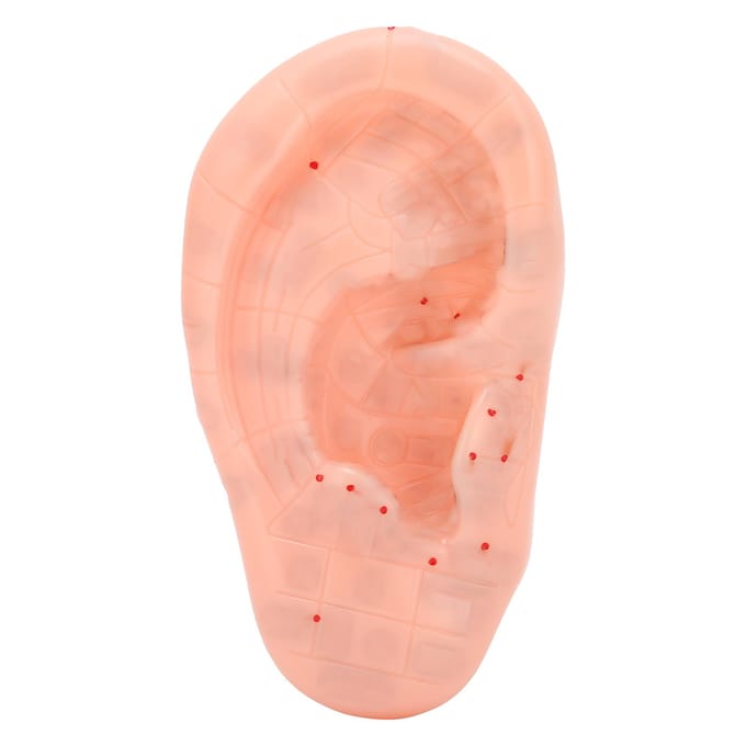 Oorzone Model Oor Acupunctuurpunt Drukpunt Leren Menselijk Acupunctuurmodel 13cm beige