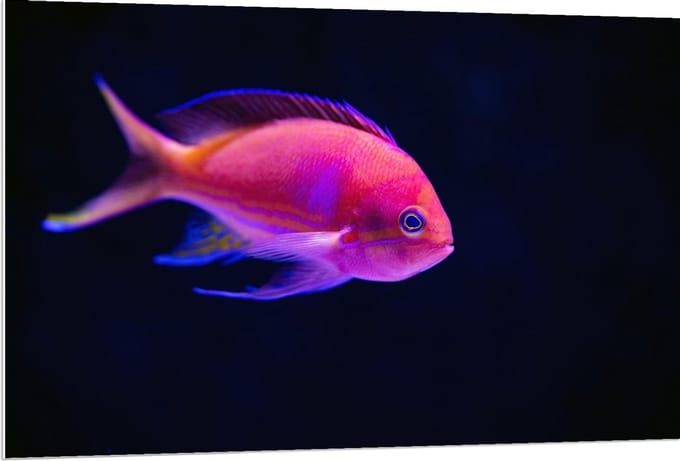 Forex - Roze Visje in de Zee - 120x80cm Foto op Forex