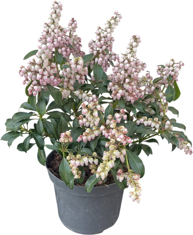 Pieris jap. Pink Passion ('Opstal 69'PBR) - Rotsheide | 25-30 cm in pot
