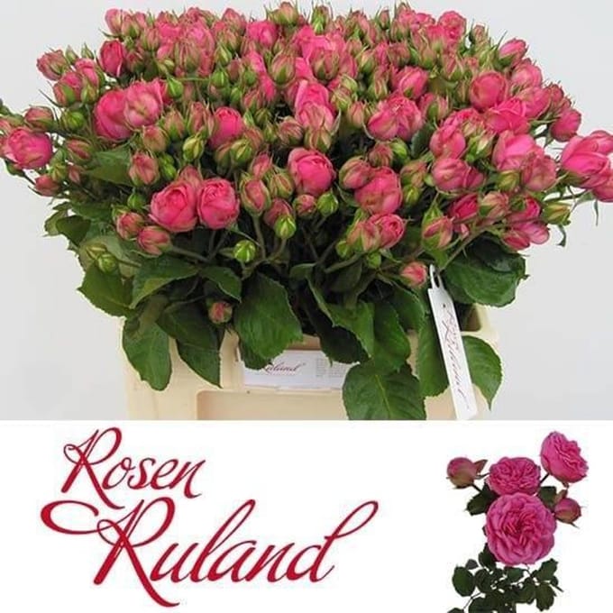 10x Rosa pink piano freiland 60cm