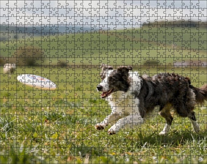 Puzzel Border Collie met frisbee | 500 stukjes | Dierenpuzzel | Hondenpuzzel