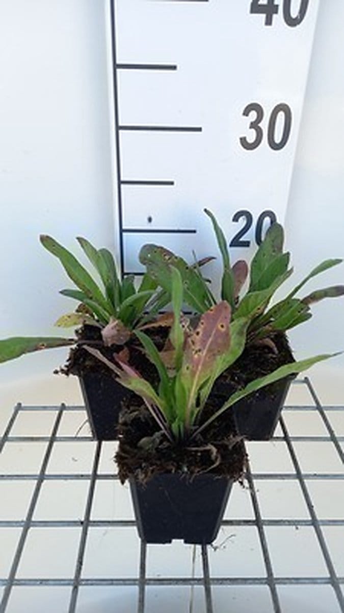 6x Damastbloem - Hesperis matronalis | 9x9 cm pot