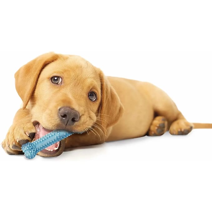 Hondenspeelgoed Nylabone Puppy Teething Dental Chew - Blue Chicken XS