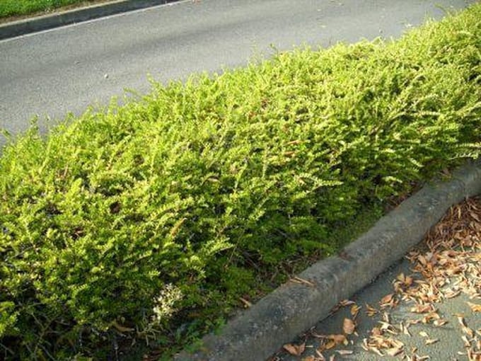 Lonicera ntida Maigrun - Set van 12 (1.5 meter haag) - Struikkamperfoelie - Pot P9 - Wintergroen
