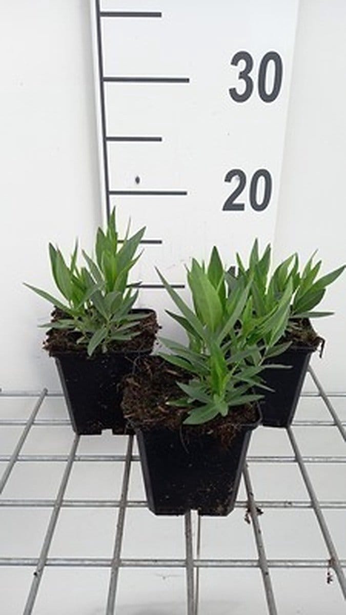 6x Stermaagdenpalm - Amsonia tab. 'Blue Ice' | pot 9 x 9 cm