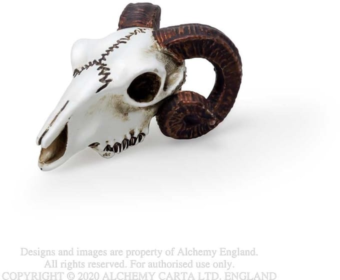 Alchemy - Rams Skull Beeld/figuur - Creme