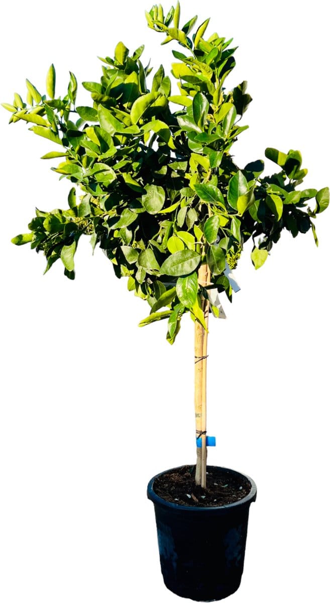 Tropictrees - Limoenboom - Citrus Latifolia - Limoen - Eetbaar - Citrusboom - Hoogte ca. 150cm