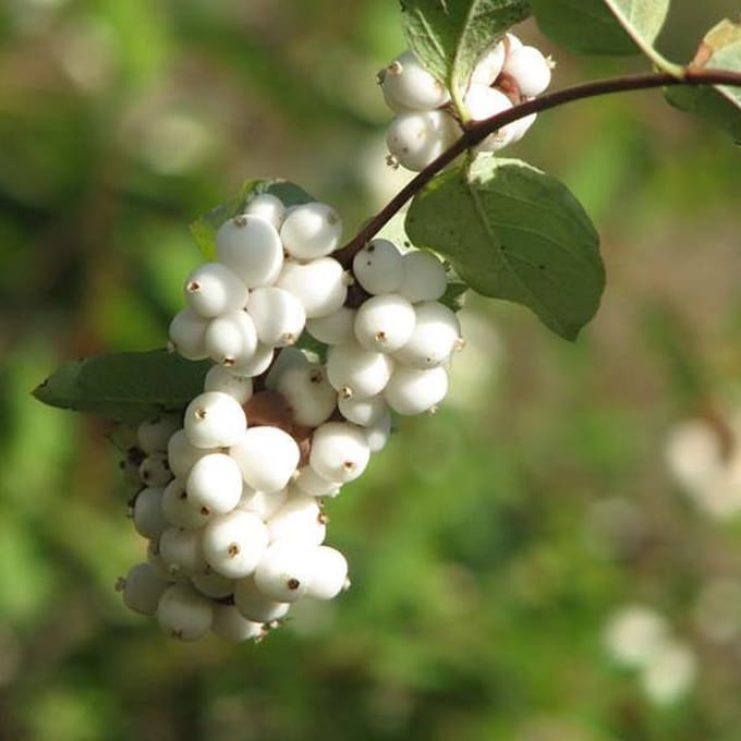 Symphoricarpos Doorenbos 'White Hedge' - Sneeuwbes 50-60 cm in pot